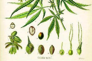 研究人员利用大麻发明大麻生物复合材料 或